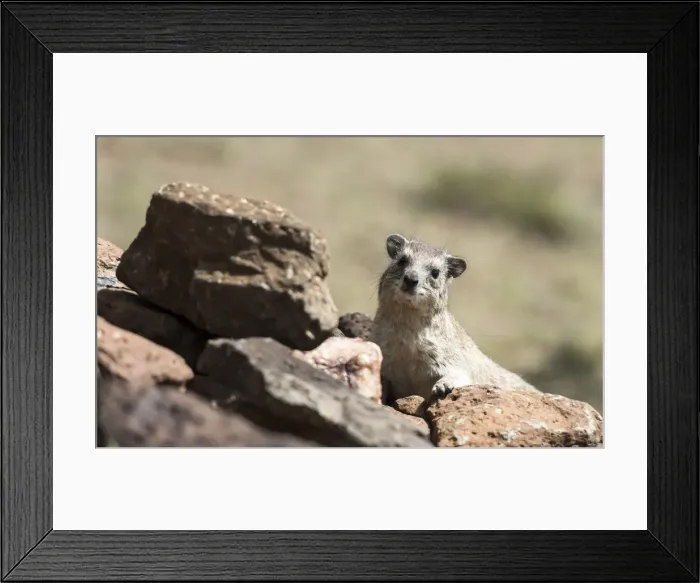 Framed Print : Picture No. 11675741 Framed Print : Picture No. 11675741