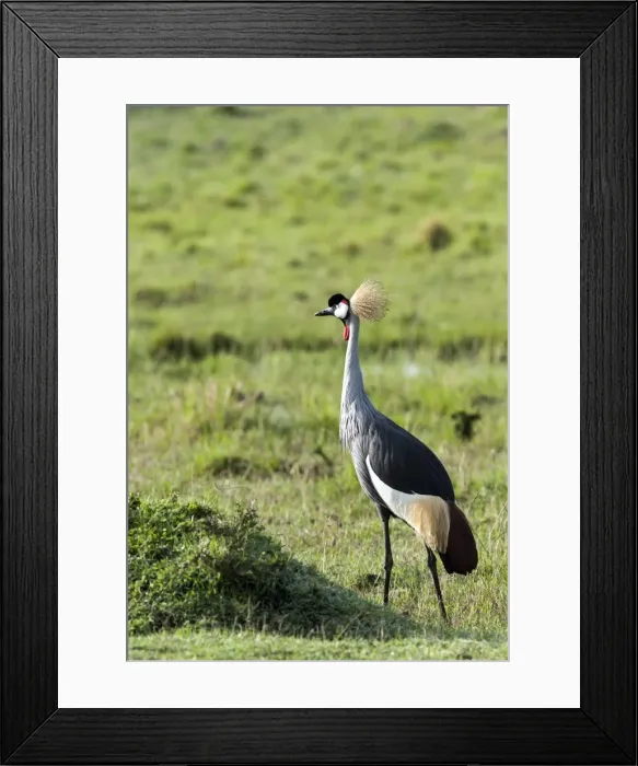 Framed Print : Picture No. 11675740 Framed Print : Picture No. 11675740