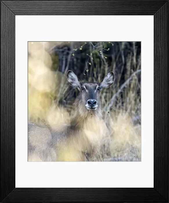 Framed Print : Picture No. 11675749 Framed Print : Picture No. 11675749