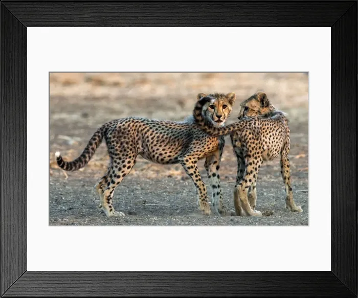 Framed Print : Picture No. 11675752 Framed Print : Picture No. 11675752