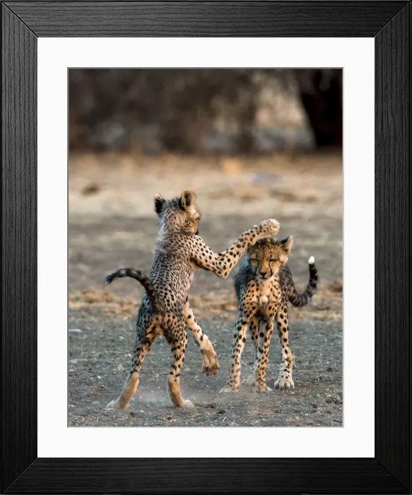 Framed Print : Picture No. 11675753 Framed Print : Picture No. 11675753