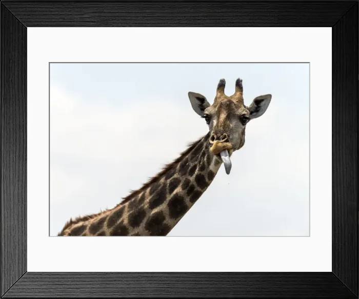 Framed Print : Picture No. 11675755 Framed Print : Picture No. 11675755