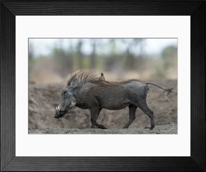 Framed Print : Picture No. 11675756 Framed Print : Picture No. 11675756