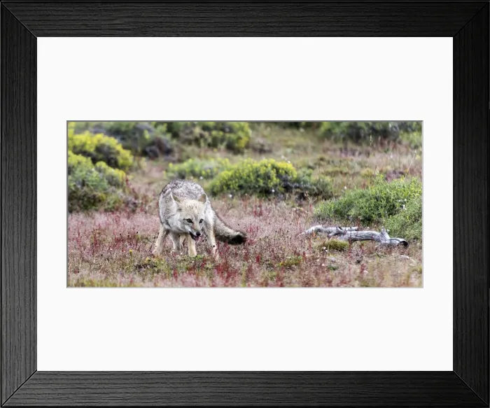 Framed Print : Picture No. 11675763 Framed Print : Picture No. 11675763
