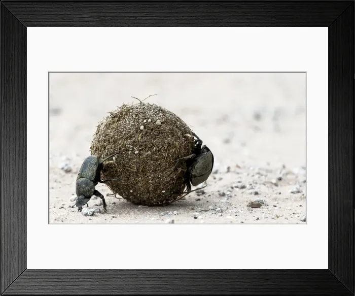 Framed Print : Picture No. 11675767 Framed Print : Picture No. 11675767
