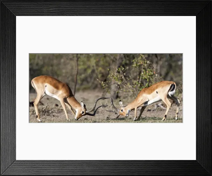 Framed Print : Picture No. 11675776 Framed Print : Picture No. 11675776