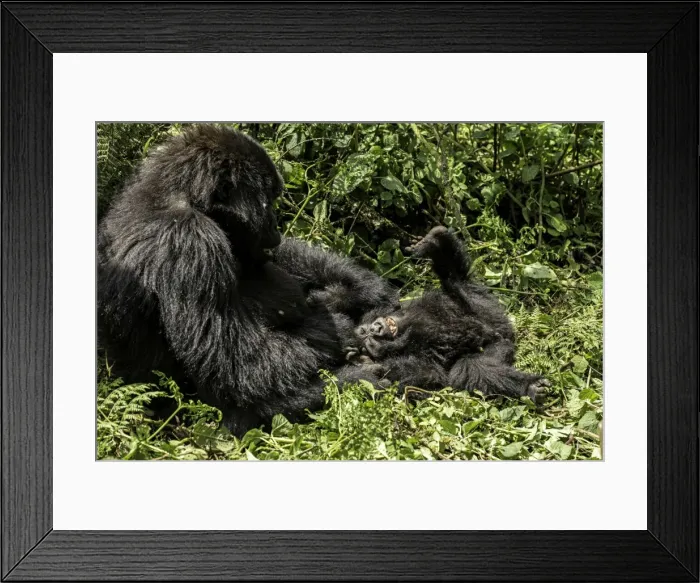 Framed Print : Picture No. 11675781 Framed Print : Picture No. 11675781