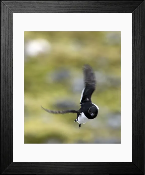Framed Print : Picture No. 11675782 Framed Print : Picture No. 11675782