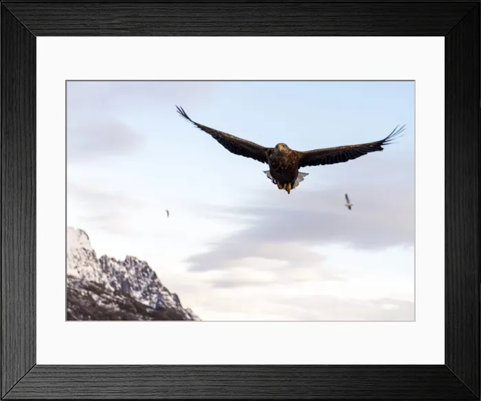 Framed Print : Picture No. 11675783 Framed Print : Picture No. 11675783