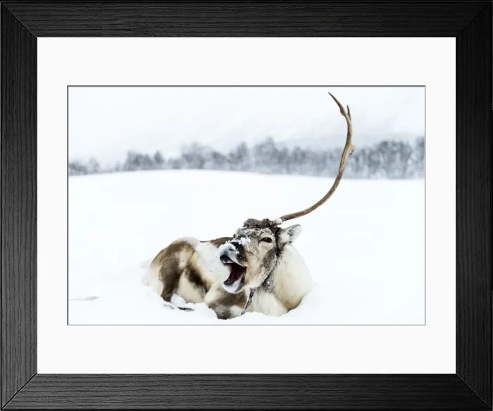 Framed Print : Picture No. 11675785 Framed Print : Picture No. 11675785