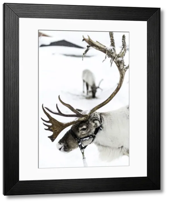 Framed Print : Picture No. 11675786 Framed Print : Picture No. 11675786