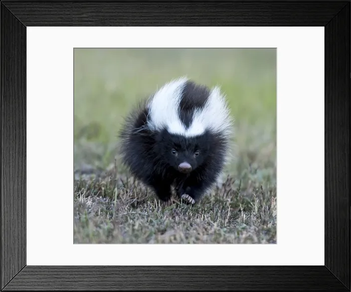 Framed Print : Picture No. 11675777 Framed Print : Picture No. 11675777