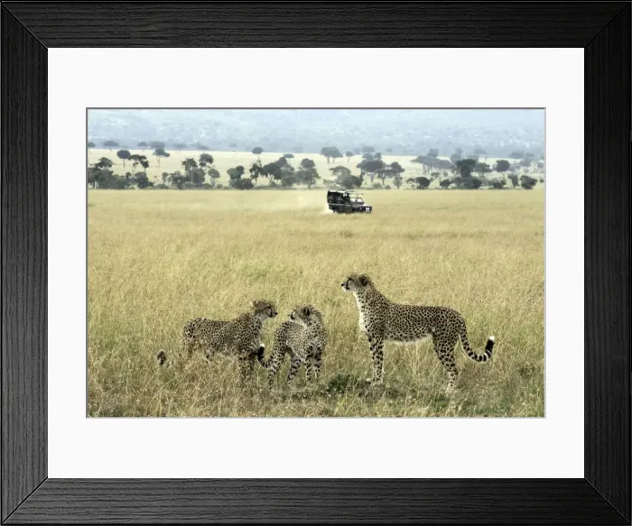 Framed Print : Picture No. 11675788 Framed Print : Picture No. 11675788