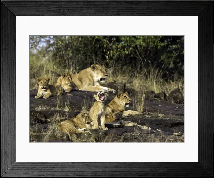 Framed Print : Picture No. 11675790 Framed Print : Picture No. 11675790