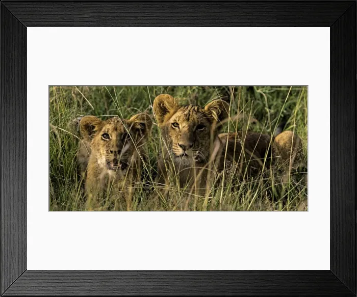 Framed Print : Picture No. 11675792 Framed Print : Picture No. 11675792