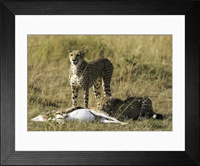 Framed Print : Picture No. 11675789 Framed Print : Picture No. 11675789
