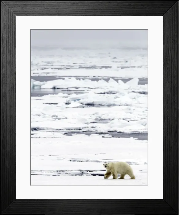 Framed Print : Picture No. 11675794 Framed Print : Picture No. 11675794