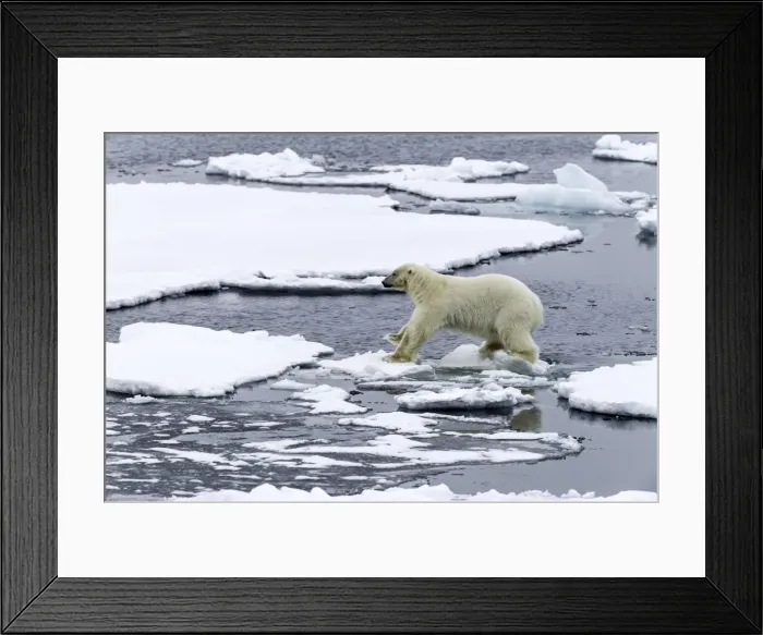 Framed Print : Picture No. 11675793 Framed Print : Picture No. 11675793