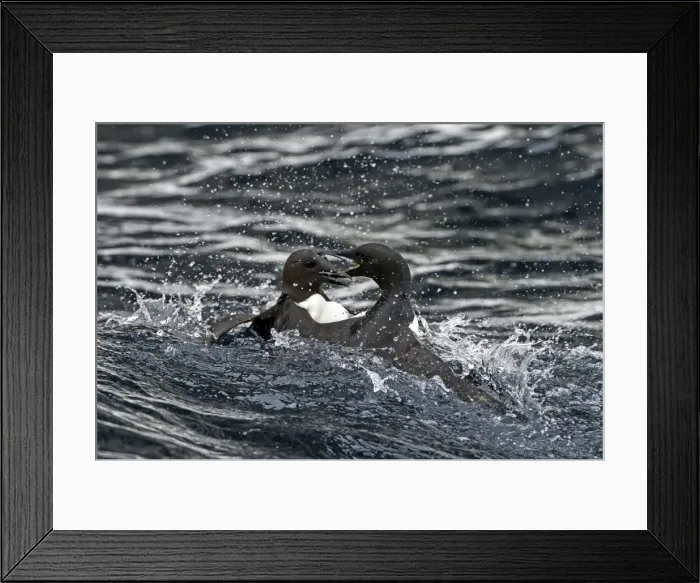 Framed Print : Picture No. 11675796 Framed Print : Picture No. 11675796