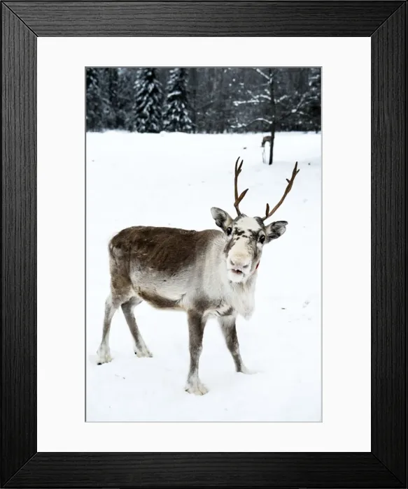 Framed Print : Picture No. 11675806 Framed Print : Picture No. 11675806