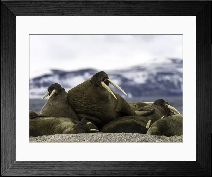 Framed Print : Picture No. 11675808 Framed Print : Picture No. 11675808