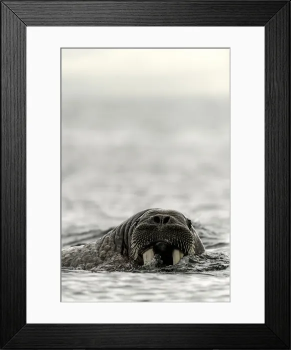 Framed Print : Picture No. 11675807 Framed Print : Picture No. 11675807
