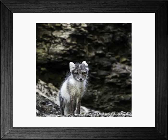 Framed Print : Picture No. 11675809 Framed Print : Picture No. 11675809