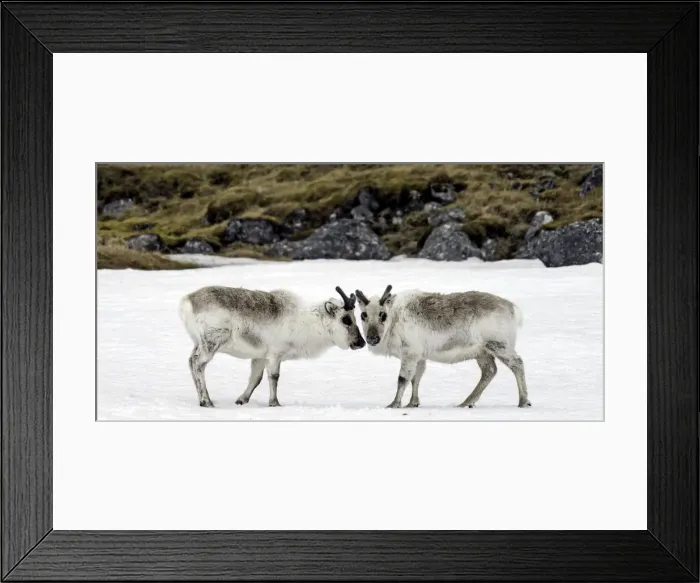 Framed Print : Picture No. 11675812 Framed Print : Picture No. 11675812