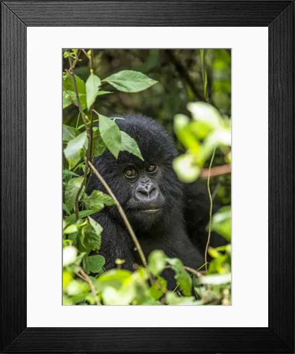 Framed Print : Picture No. 11675815 Framed Print : Picture No. 11675815