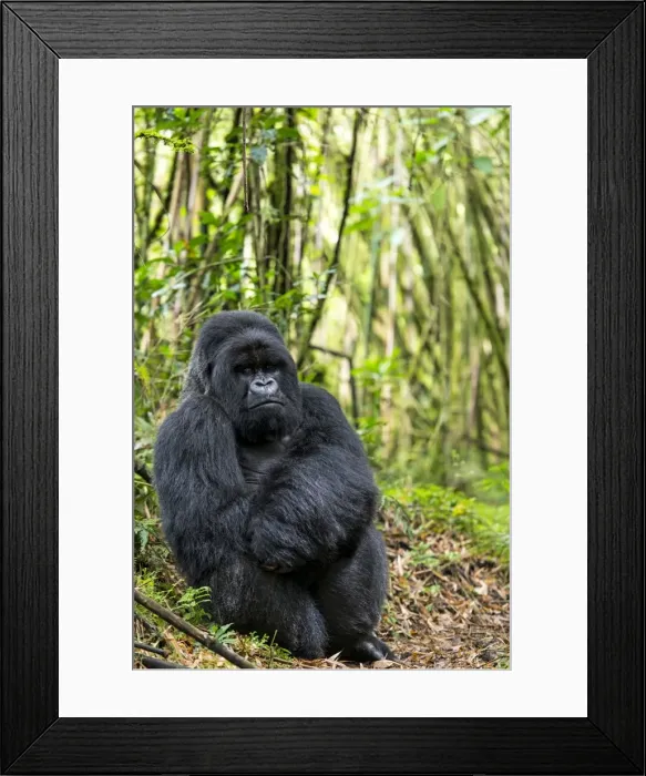 Framed Print : Picture No. 11675814 Framed Print : Picture No. 11675814