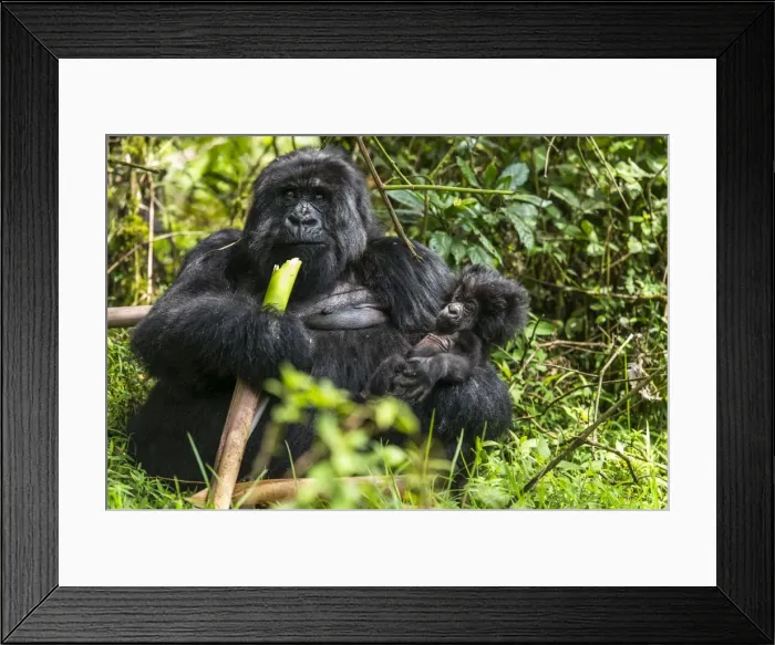 Framed Print : Picture No. 11675816 Framed Print : Picture No. 11675816