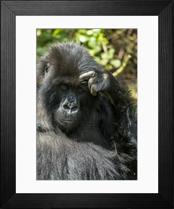 Framed Print : Picture No. 11675820 Framed Print : Picture No. 11675820