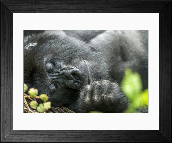Framed Print : Picture No. 11675821 Framed Print : Picture No. 11675821