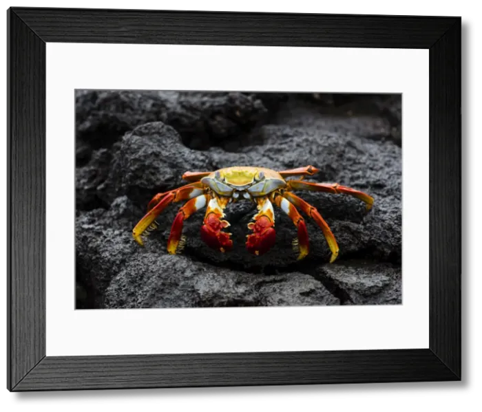 Framed Print : Picture No. 11675823 Framed Print : Picture No. 11675823