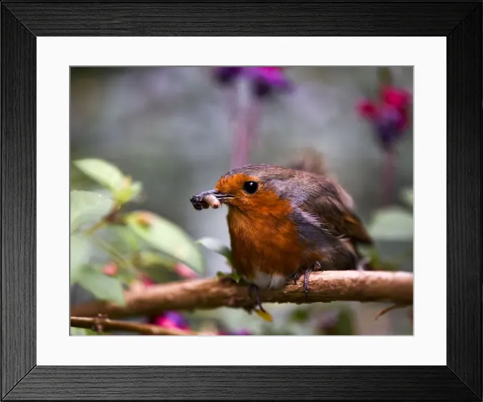 Framed Print : Picture No. 11675822 Framed Print : Picture No. 11675822