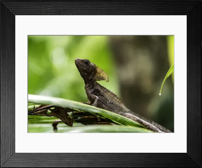Framed Print : Picture No. 11675826 Framed Print : Picture No. 11675826