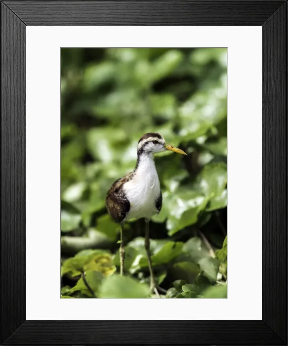 Framed Print : Picture No. 11675828 Framed Print : Picture No. 11675828