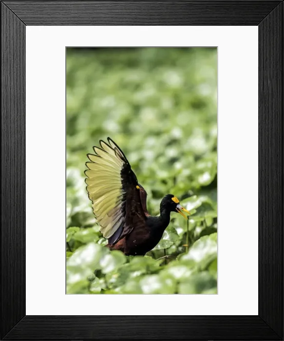Framed Print : Picture No. 11675829 Framed Print : Picture No. 11675829
