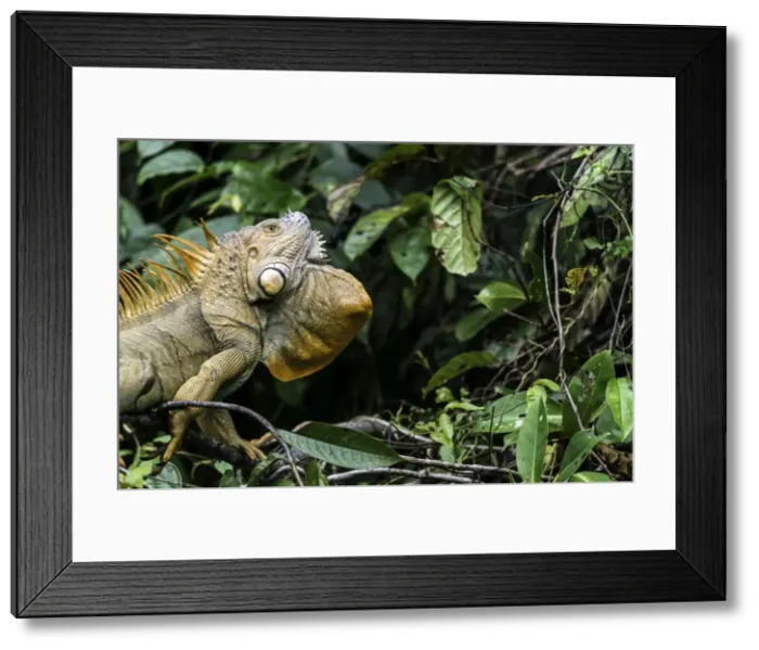 Framed Print : Picture No. 11675830 Framed Print : Picture No. 11675830