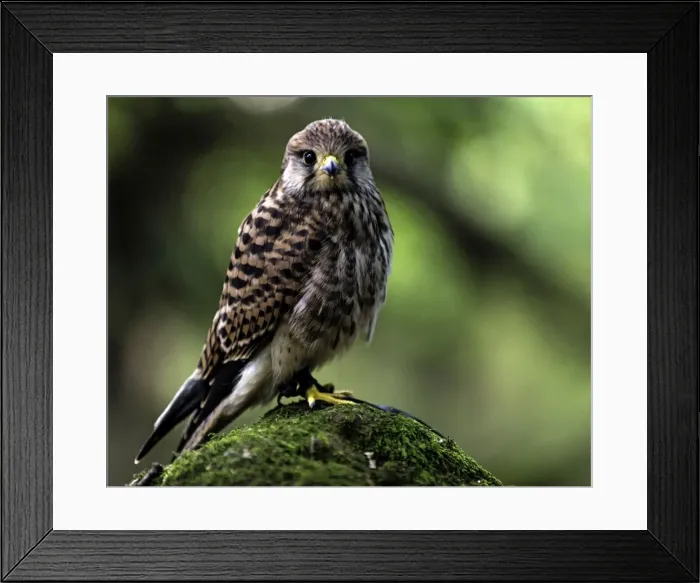 Framed Print : Picture No. 11675832 Framed Print : Picture No. 11675832