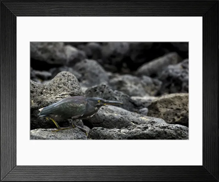 Framed Print : Picture No. 11675833 Framed Print : Picture No. 11675833