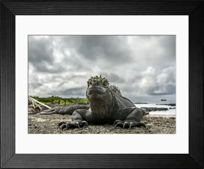 Framed Print : Picture No. 11675834 Framed Print : Picture No. 11675834