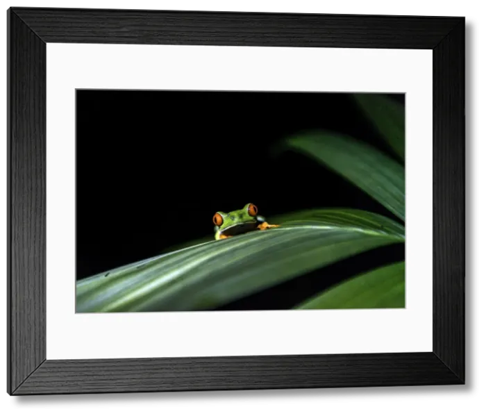 Framed Print : Picture No. 11675838 Framed Print : Picture No. 11675838