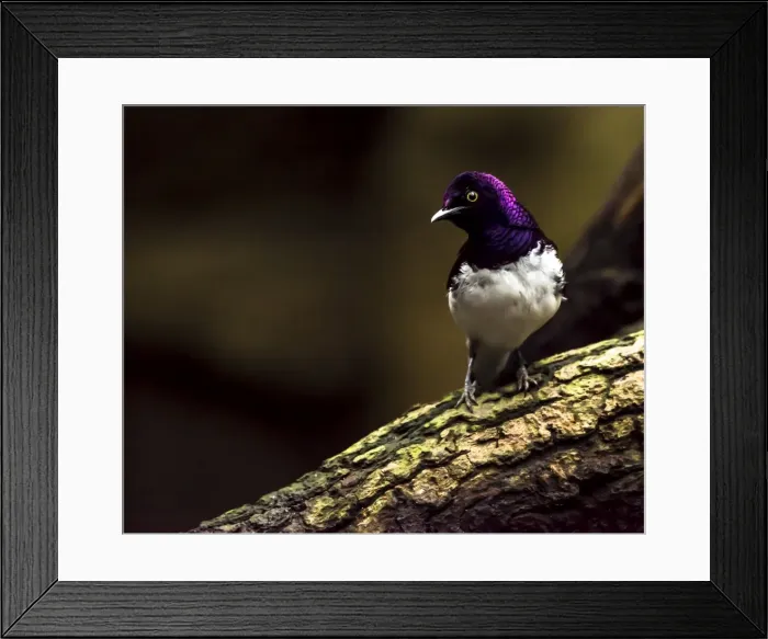 Framed Print : Picture No. 11675839 Framed Print : Picture No. 11675839