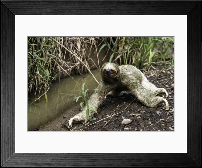 Framed Print : Picture No. 11675841 Framed Print : Picture No. 11675841