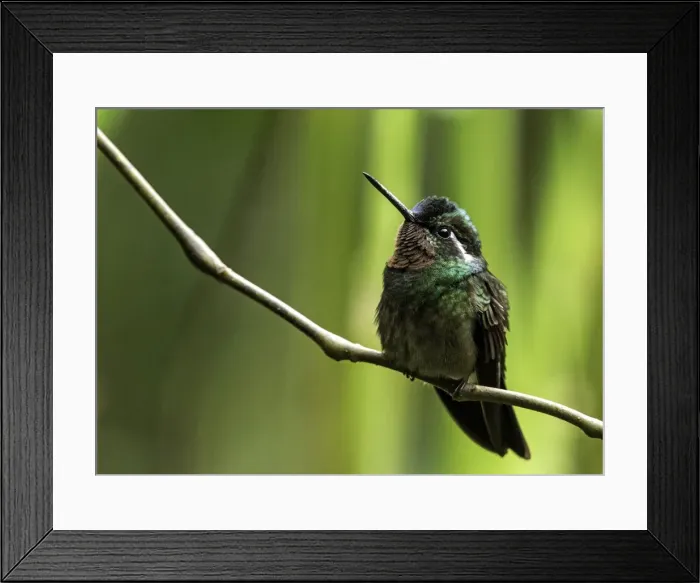 Framed Print : Picture No. 11675843 Framed Print : Picture No. 11675843