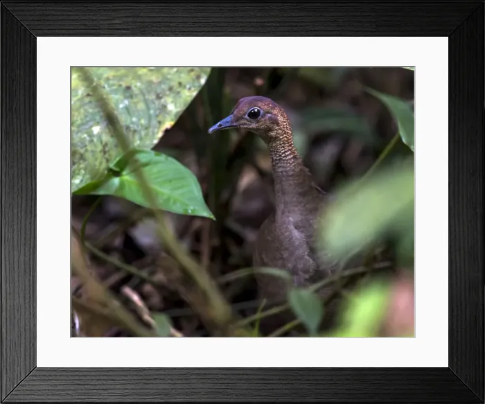 Framed Print : Picture No. 11675845 Framed Print : Picture No. 11675845