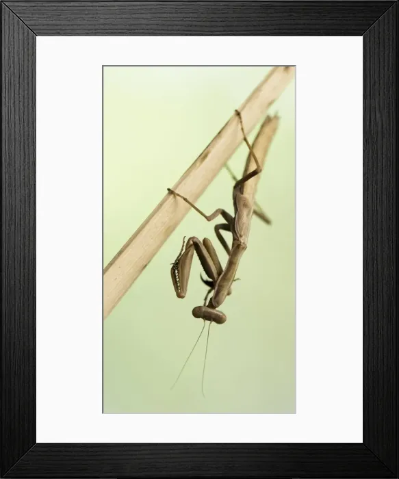 Framed Print : Picture No. 11675847 Framed Print : Picture No. 11675847