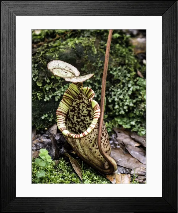 Framed Print : Picture No. 11675850 Framed Print : Picture No. 11675850