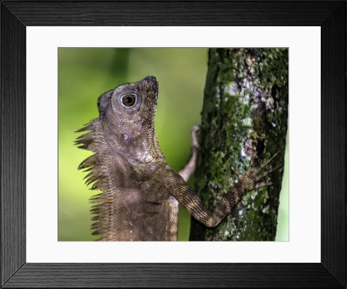 Framed Print : Picture No. 11675851 Framed Print : Picture No. 11675851